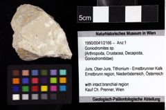 Foto (Objket + Etiketten) von Goniodromites sp. 